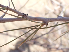 Parkinsonia aculeata
