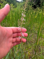 Lysimachia ephemerum