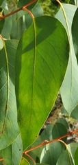 Eucalyptus delegatensis