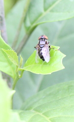Eristalinus tarsalis