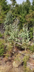 Eucalyptus delegatensis