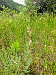 Lysimachia ephemerum