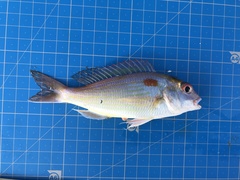 Nemipterus japonicus