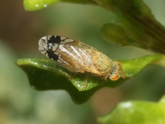 Plaumannimyia flava