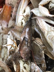 Trachicephalus uranoscopus