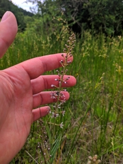 Lysimachia ephemerum