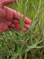 Lysimachia ephemerum