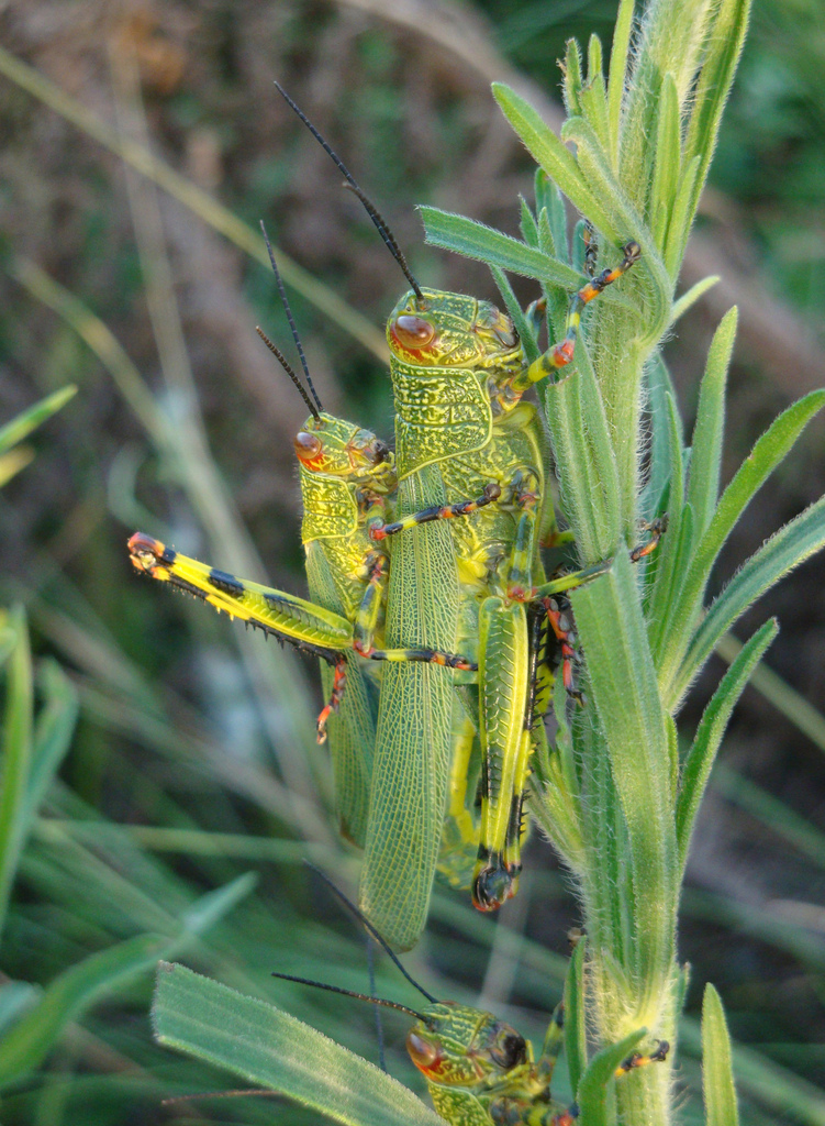 Zoniopoda tarsata
