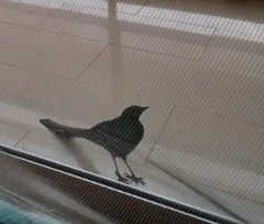 Lamprotornis caudatus