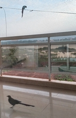 Lamprotornis caudatus