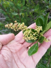 Searsia laevigata laevigata