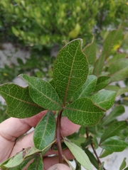 Searsia laevigata laevigata