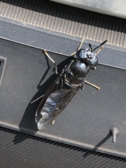 Hermetia illucens
