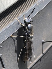 Hermetia illucens