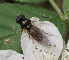 Cheilosia pagana