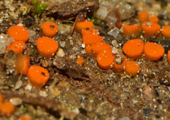 Byssonectria deformis