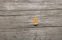 Paramesia gnomana