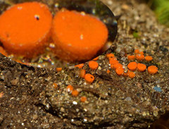 Byssonectria deformis