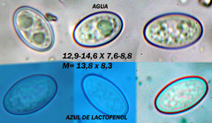 Byssonectria deformis