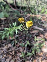 Verbesina parviflora