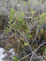 Searsia laevigata laevigata