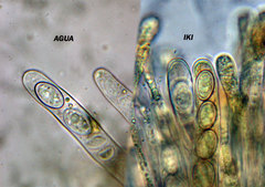 Byssonectria deformis