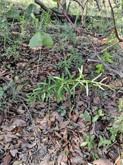 Verbesina parviflora