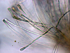 Byssonectria deformis