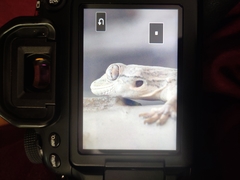 Hemidactylus flaviviridis