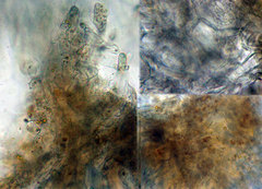 Byssonectria deformis