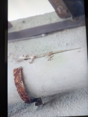 Hemidactylus flaviviridis