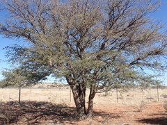 Vachellia erioloba