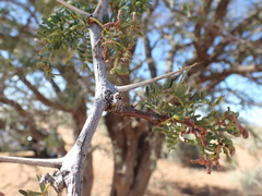 Vachellia erioloba