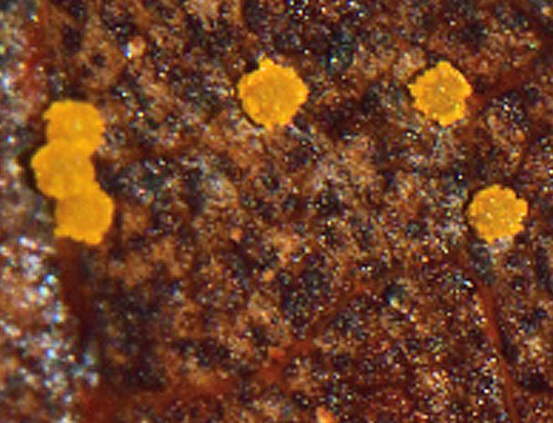 Calonectria lauri