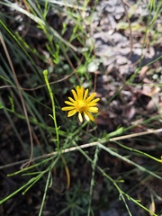 Gutierrezia conoidea