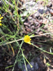 Gutierrezia conoidea