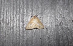 Chariaspilates formosaria