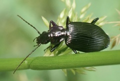 Limodromus