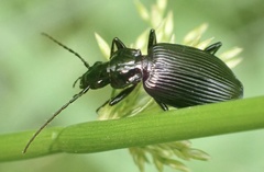 Limodromus