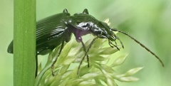 Limodromus