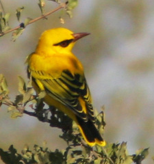 Oriolus auratus