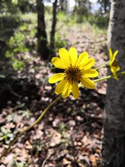 Iostephane madrensis