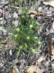 Pultenaea petiolaris