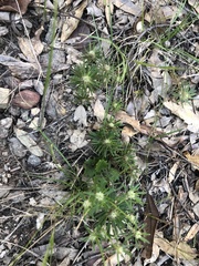 Pultenaea petiolaris