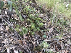 Pultenaea petiolaris