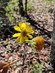 Iostephane madrensis