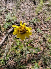 Iostephane madrensis