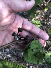 Grewia latifolia