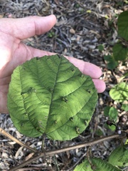 Grewia latifolia