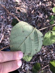 Grewia latifolia